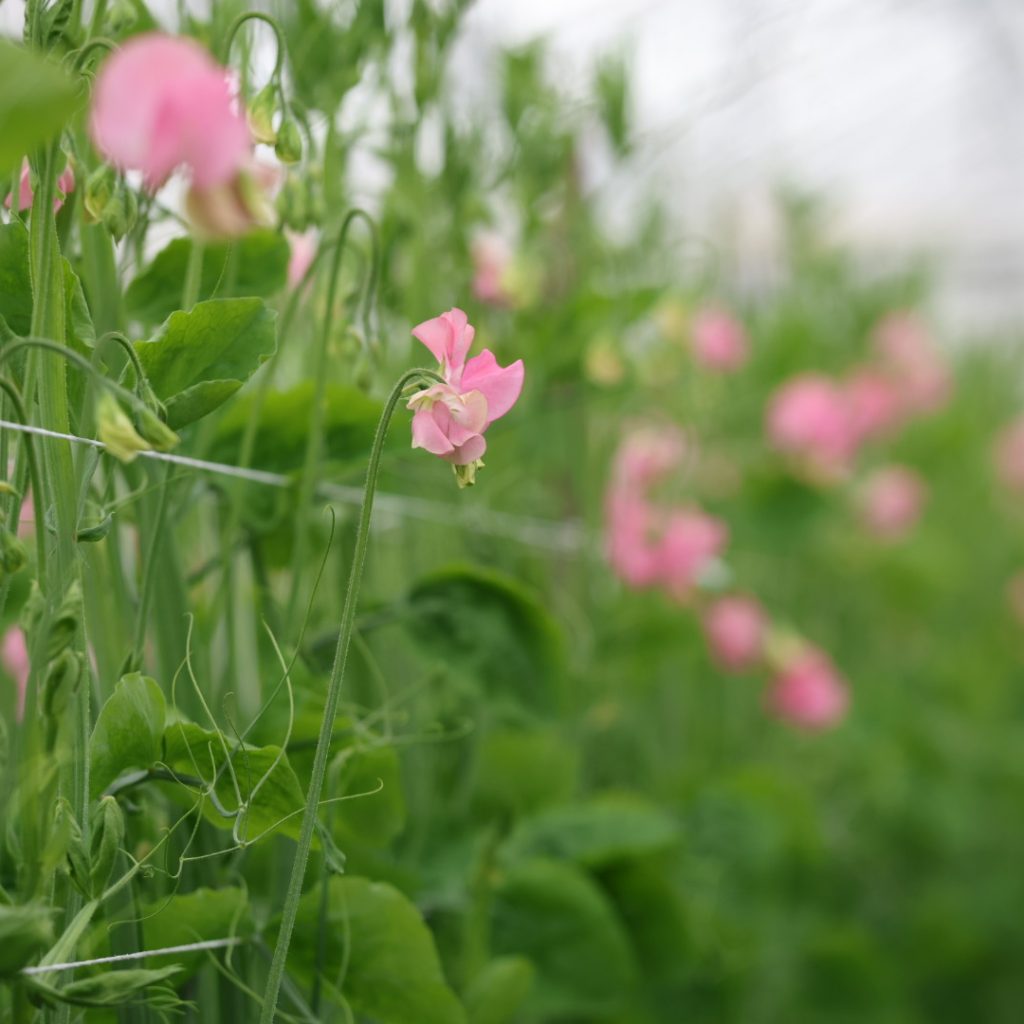 Lathyrus bloemen fotografie Lathyrus bloemen fotografie